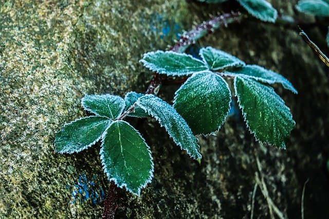 Téléchargement gratuit de Stone Wild Berry Frost - photo ou image gratuite à éditer avec l'éditeur d'images en ligne GIMP