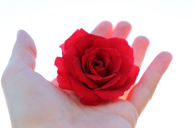 Free download stop youth suicide red rose in hand free picture to be edited with GIMP free online image editor