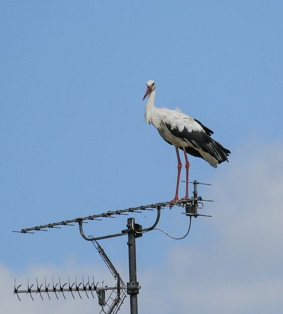 Free download Stork Antenna Standing -  free photo or picture to be edited with GIMP online image editor