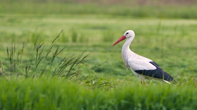 Free download stork bird animal beak feathers free picture to be edited with GIMP free online image editor