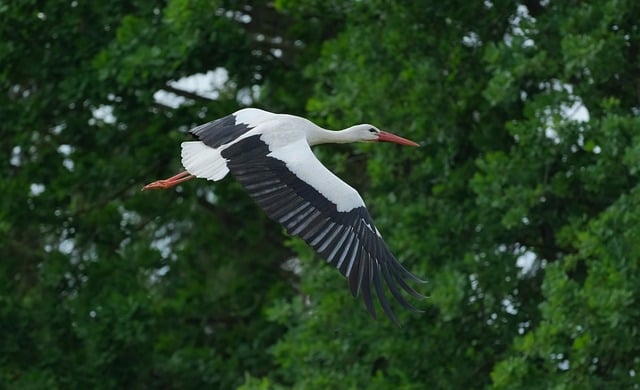 Free download stork bird animal ornithology free picture to be edited with GIMP free online image editor