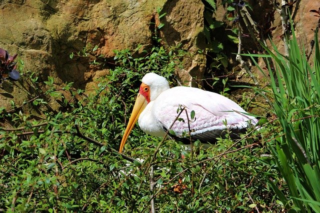 تنزيل Stork Bird Beak مجانًا - صورة أو صورة مجانية ليتم تحريرها باستخدام محرر الصور عبر الإنترنت GIMP