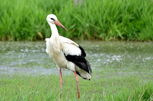 Free download Stork Bird Feather -  free photo or picture to be edited with GIMP online image editor