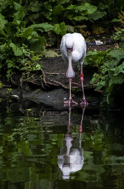Free download stork bird leg feather water pink free picture to be edited with GIMP free online image editor