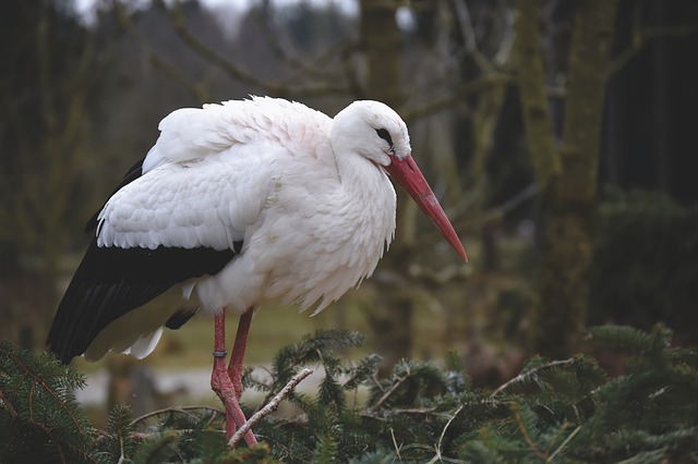 Free download stork bird nest nature flying free picture to be edited with GIMP free online image editor