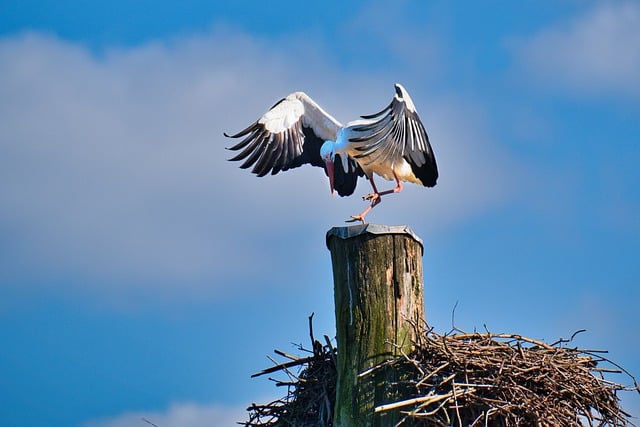 Free download stork bird plumage animal nature free picture to be edited with GIMP free online image editor