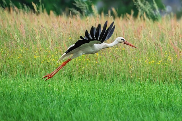 Free download stork bird rattle stork flying free picture to be edited with GIMP free online image editor