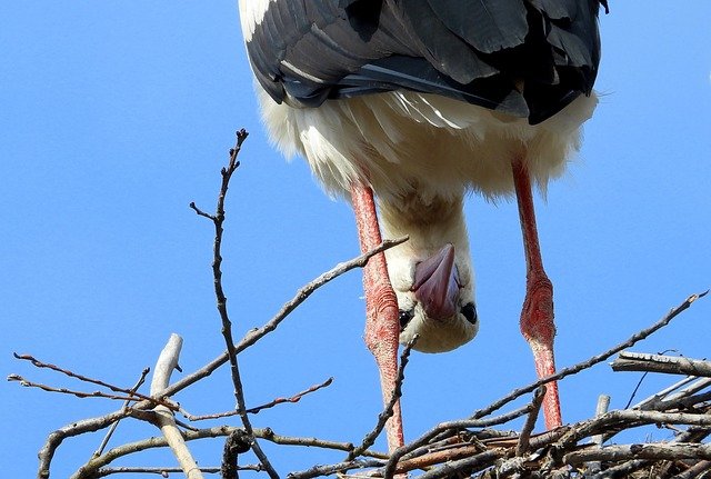 Muat turun percuma gambar percuma spring soket burung bangau untuk diedit dengan editor imej dalam talian percuma GIMP