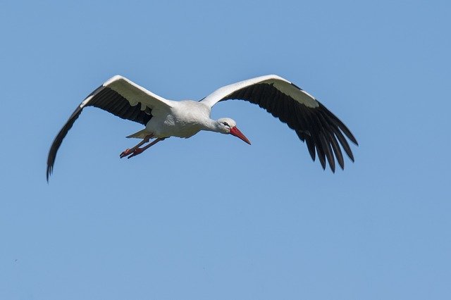 Gratis download Stork Bird Wings - gratis foto of afbeelding om te bewerken met GIMP online afbeeldingseditor