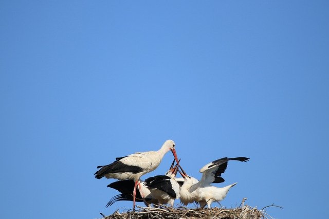 Bezpłatne pobieranie Stork Feeding Adebar White - bezpłatne zdjęcie lub obraz do edycji za pomocą internetowego edytora obrazów GIMP