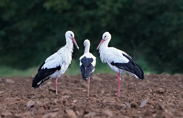 Free download stork field bird rest pen plumage free picture to be edited with GIMP free online image editor