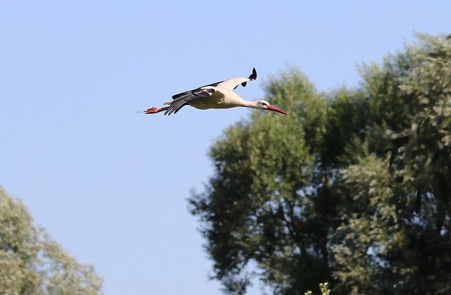 Free picture Stork Flight Animal World -  to be edited by GIMP free image editor by OffiDocs