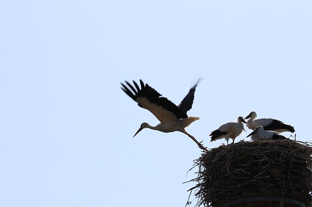 Безкоштовно завантажте Stork Flight Wing — безкоштовну фотографію чи зображення для редагування за допомогою онлайн-редактора зображень GIMP