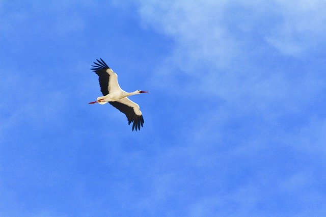 Free picture Stork Fly Freedom -  to be edited by GIMP free image editor by OffiDocs