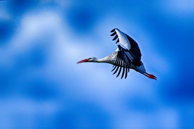 Descărcare gratuită Stork Flying Elegant - fotografie sau imagini gratuite pentru a fi editate cu editorul de imagini online GIMP