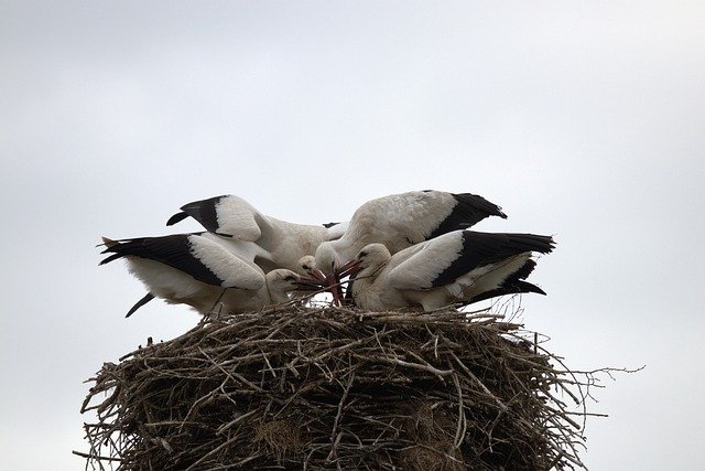 Free download Stork Food Young Animal -  free photo or picture to be edited with GIMP online image editor