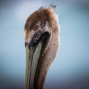 Stork head  screen for extension Chrome web store in OffiDocs Chromium