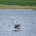 Stork in the River  screen for extension Chrome web store in OffiDocs Chromium