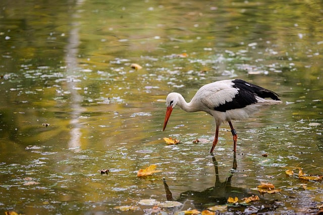 Free download stork lake bird animal river free picture to be edited with GIMP free online image editor