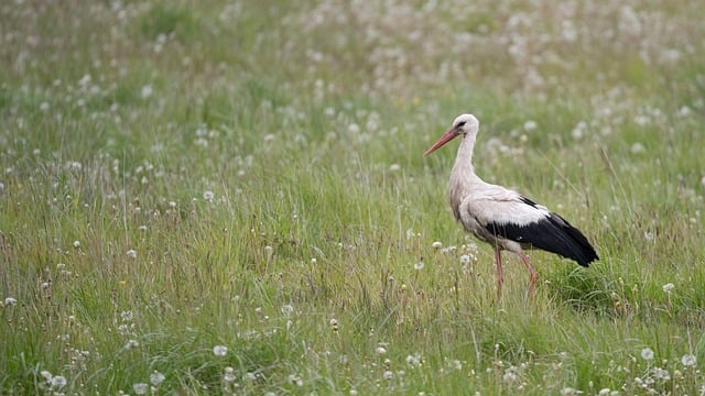 Free download stork nature bird animal free picture to be edited with GIMP free online image editor