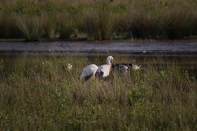 Free download stork nature bird animal wildlife free picture to be edited with GIMP free online image editor
