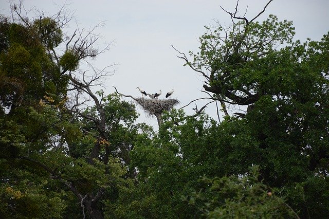 ดาวน์โหลดฟรี Stork Nest Bird - ภาพถ่ายหรือรูปภาพฟรีที่จะแก้ไขด้วยโปรแกรมแก้ไขรูปภาพออนไลน์ GIMP