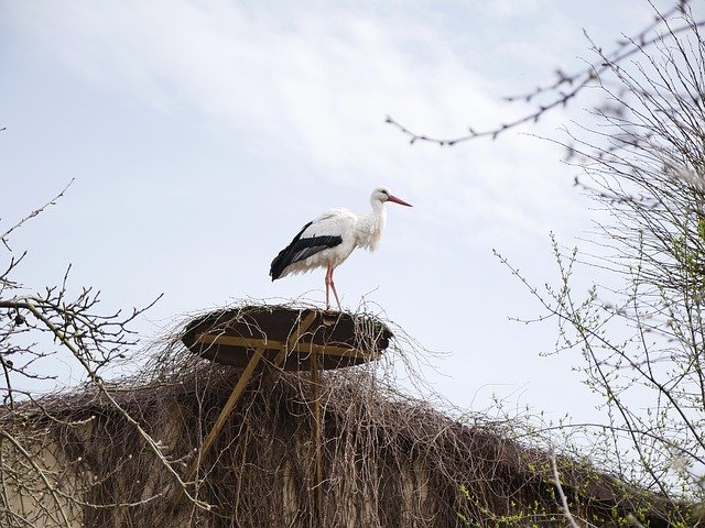 Free download Stork Nest Horst -  free photo or picture to be edited with GIMP online image editor