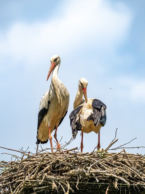 Free download stork nest nature bird wildlife free picture to be edited with GIMP free online image editor