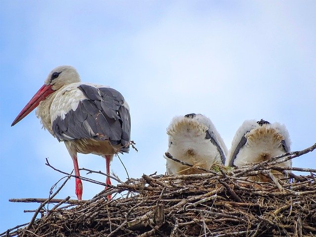 Free picture Stork Nest Young Animal -  to be edited by GIMP free image editor by OffiDocs