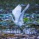 Stork on the lotus pond  screen for extension Chrome web store in OffiDocs Chromium