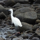 Stork on the rocky beach  screen for extension Chrome web store in OffiDocs Chromium