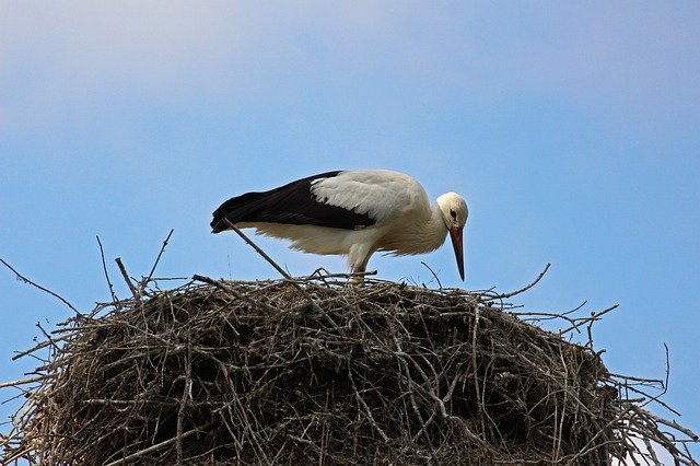 دانلود رایگان Stork Rattle Bird - عکس یا تصویر رایگان قابل ویرایش با ویرایشگر تصویر آنلاین GIMP