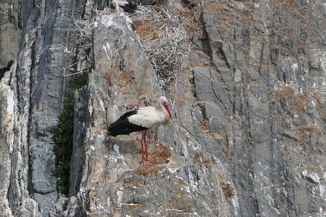 Free download Stork Rock Portugal -  free photo or picture to be edited with GIMP online image editor