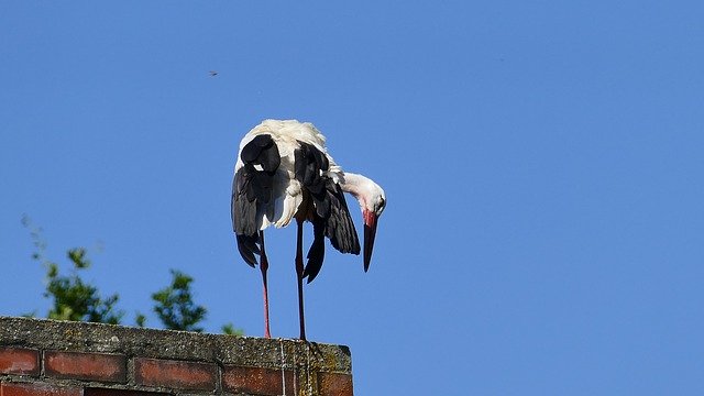 Unduh gratis Stork Roof Ausschau - foto atau gambar gratis untuk diedit dengan editor gambar online GIMP