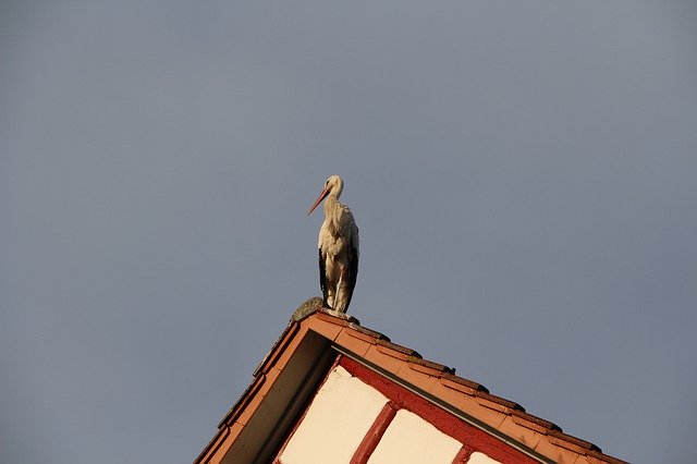 Free download Stork Roof Sky -  free photo or picture to be edited with GIMP online image editor