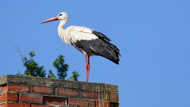 Free download Stork Roof Standing -  free photo or picture to be edited with GIMP online image editor