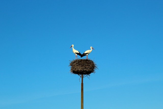 Free download Storks Birds Nature -  free photo or picture to be edited with GIMP online image editor
