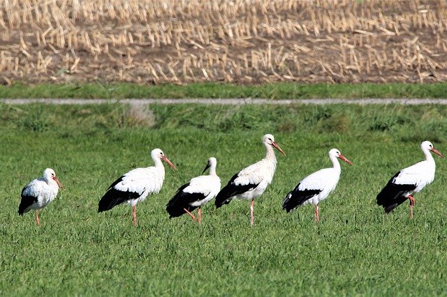 Скачать бесплатно Storks Field Autumn - бесплатное фото или изображение для редактирования с помощью онлайн-редактора изображений GIMP