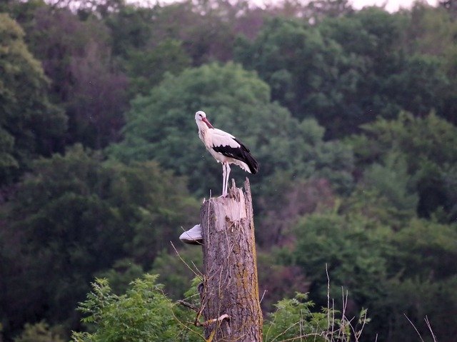 Descărcare gratuită Storks Nature Rattle Stork Animal - fotografie sau imagine gratuită pentru a fi editată cu editorul de imagini online GIMP
