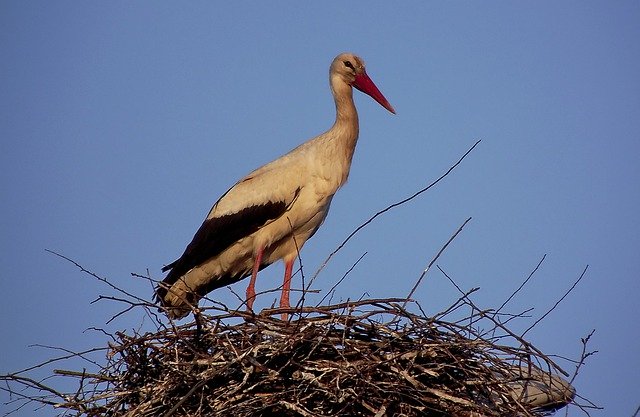 เทมเพลต Photo Stork Spring Bird - สำหรับ OffiDocs