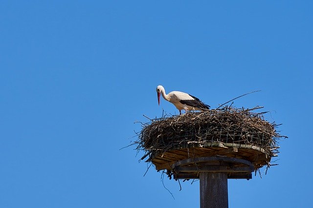 Free download Stork Storchennest Bird -  free photo or picture to be edited with GIMP online image editor