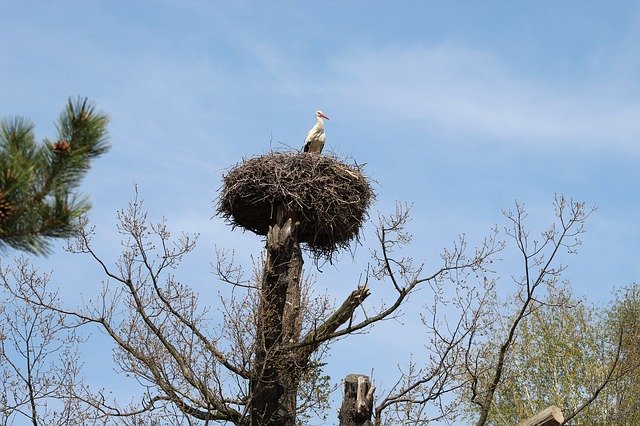 Free download Stork StorkS Nest Tree -  free photo or picture to be edited with GIMP online image editor