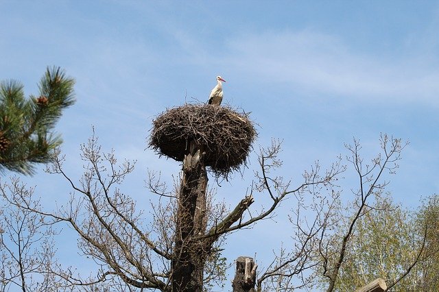 Безкоштовно завантажте лелеку лелеку Nest Tree - безкоштовне фото або зображення для редагування за допомогою онлайн-редактора зображень GIMP