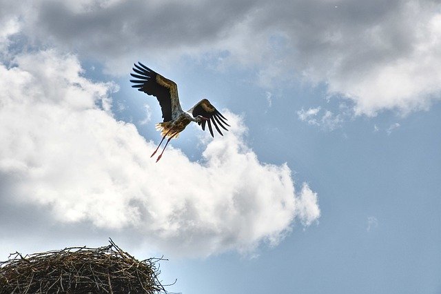 Muat turun percuma Stork Storks Socket - foto atau gambar percuma untuk diedit dengan editor imej dalam talian GIMP