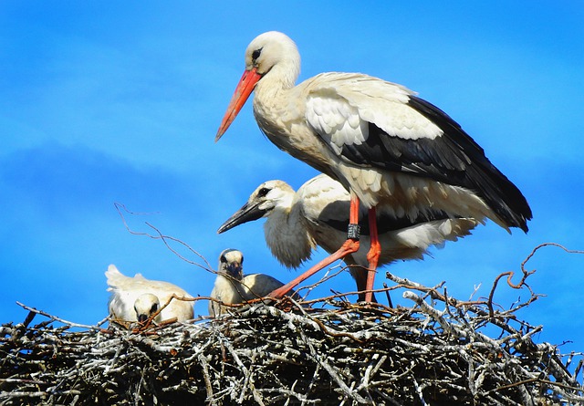 Free download stork wading bird animal free picture to be edited with GIMP free online image editor