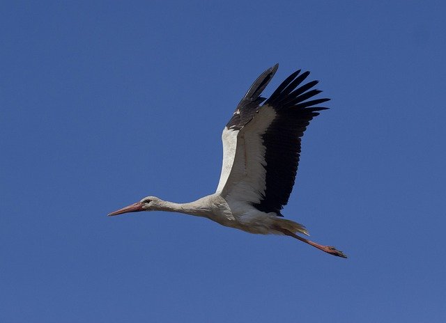 Free download Stork White Birds -  free photo or picture to be edited with GIMP online image editor