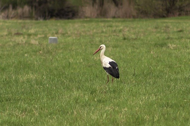 Muat turun percuma Stork White Freshman - foto atau gambar percuma untuk diedit dengan editor imej dalam talian GIMP