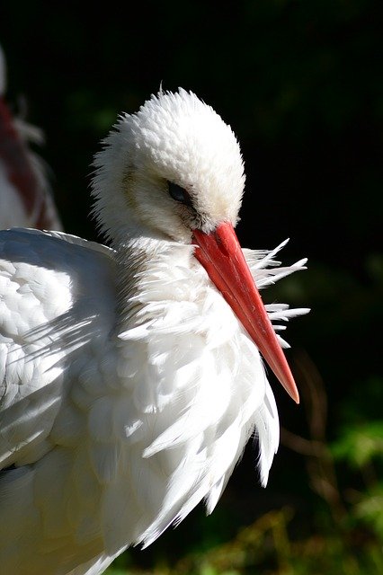 Free download Stork White Rattle -  free photo or picture to be edited with GIMP online image editor