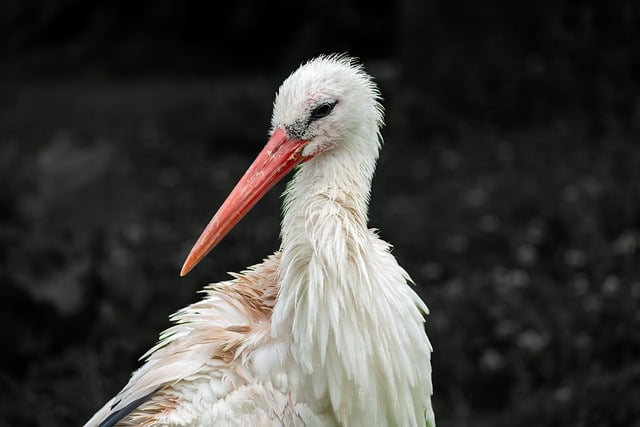 Free download stork white stork bird nature free picture to be edited with GIMP free online image editor