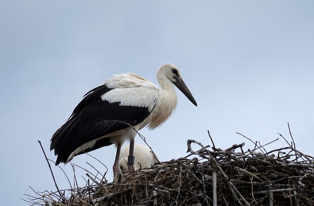 Free download stork white stork nest bird nest free picture to be edited with GIMP free online image editor